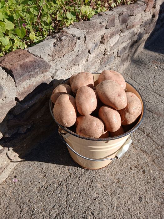 Картофель продам