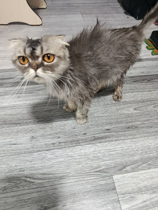 Скотиш фолд искупанная вислоухая кошечка