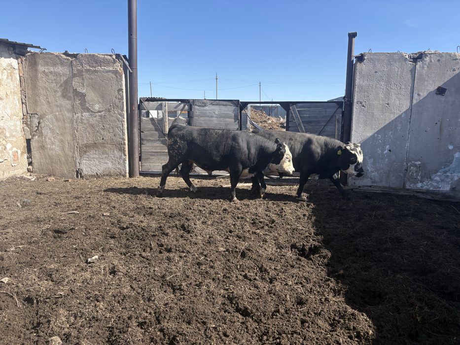 Етке бұқалар сатылады