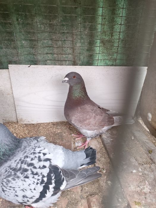 Standard si jucători, mătase japoneză