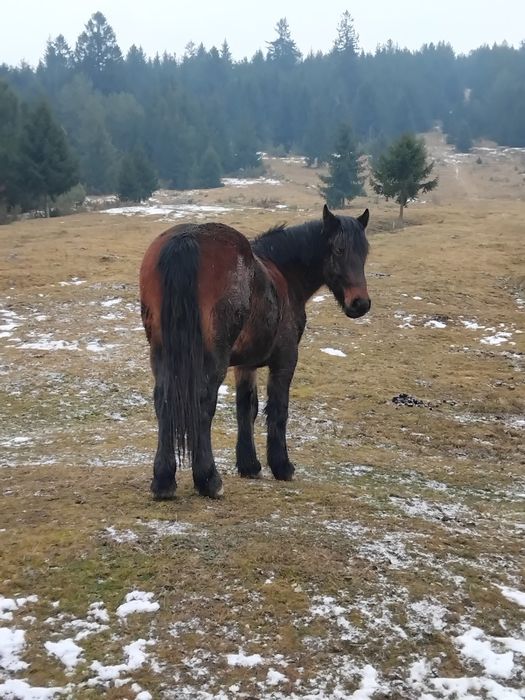 Mânz murg 1 an jumate ușor negociabil