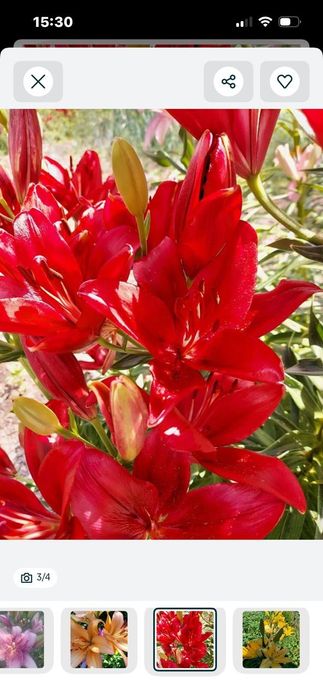 Продам луковицы голландской лилии