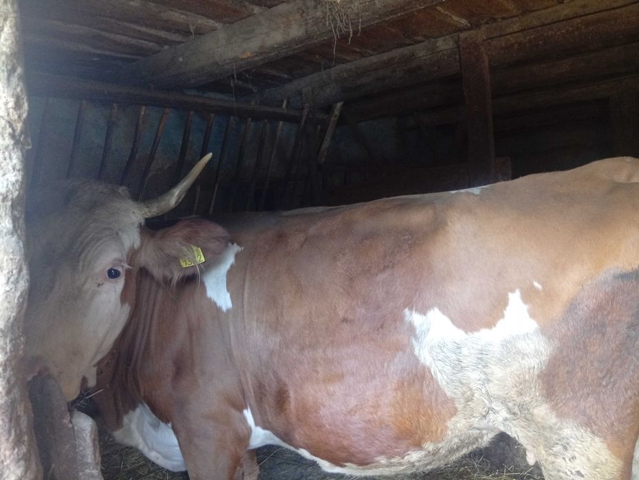 Vând vaca de 8 ani