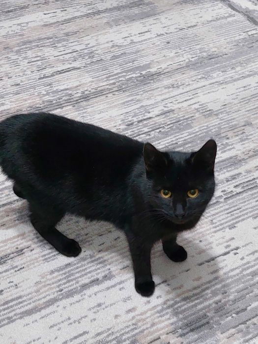 Красивая кошечка