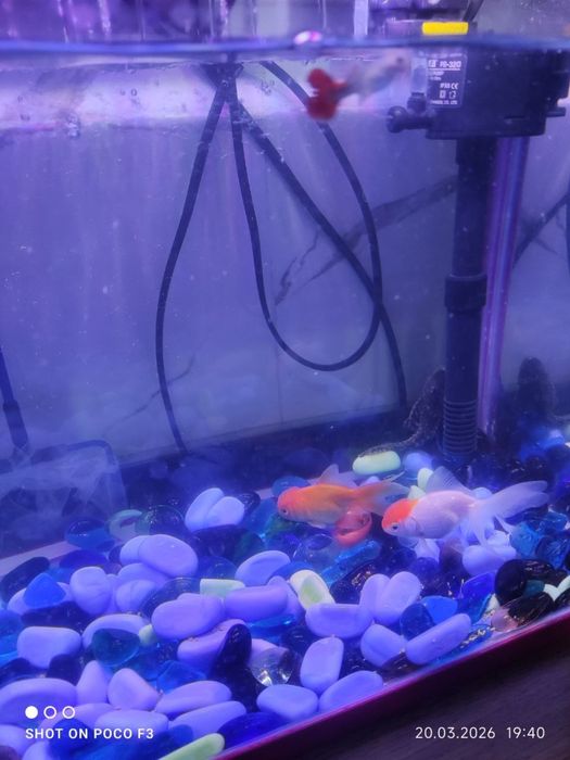 Аквариум 18-литр олинганига 1-ойхам болмади