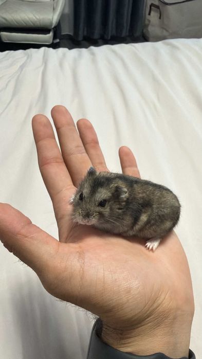 Hamsteri pitici