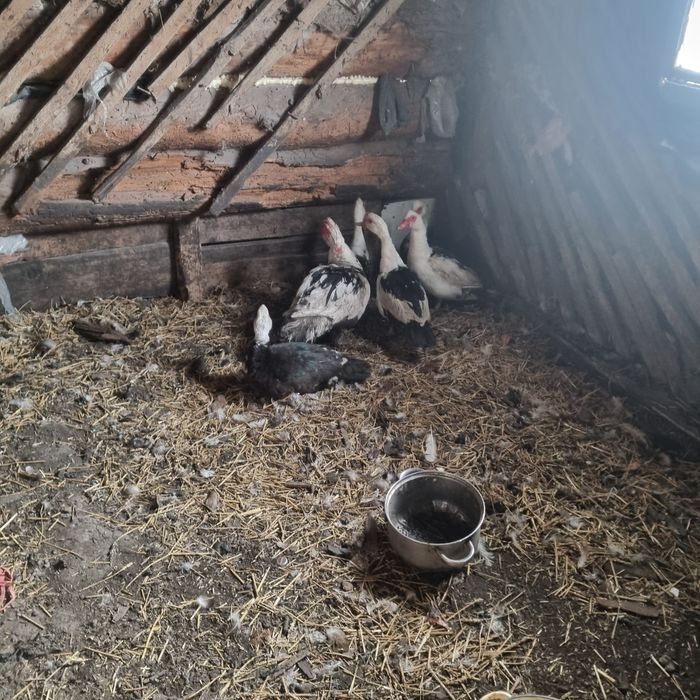 Продам индоуток на племя
