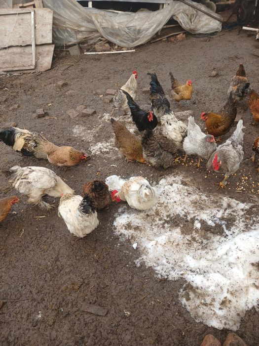 Продам Қораз,Петух