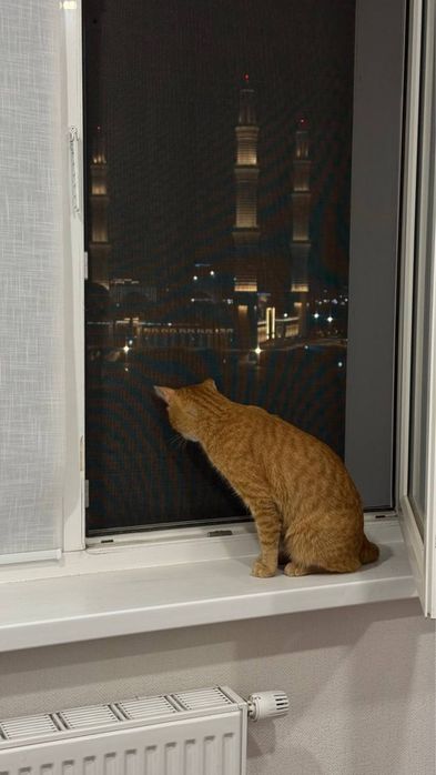 Рыжий кот даром