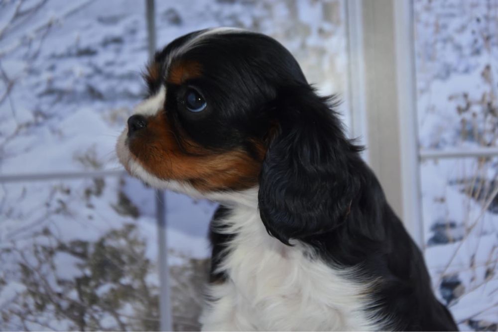 Кавалер кинг чарльз спаниель