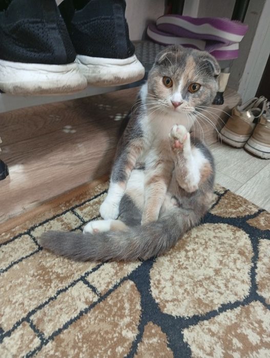 Продаю Кошку 400 тыс