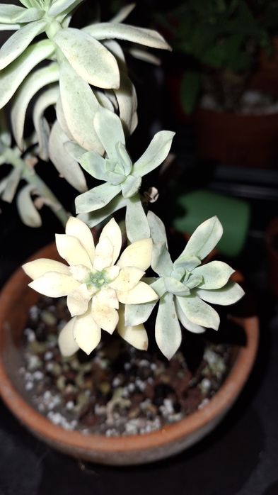 Plante aeriene  si suculente