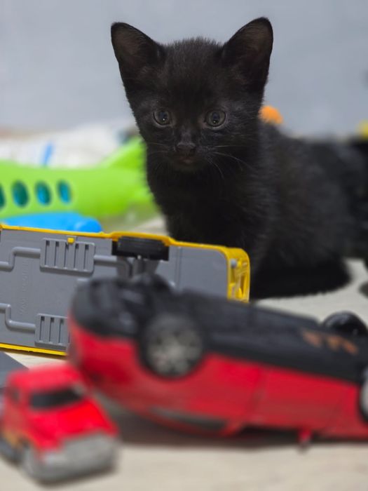 Котята умные, ласковые
