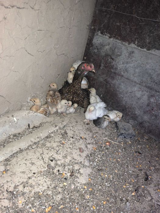 Продаётся курица