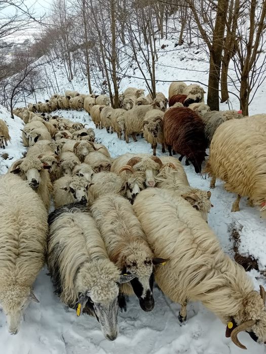 Oi de origine cu acte