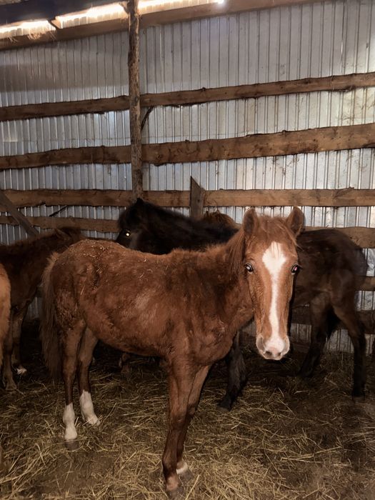 Продам 7 тайчиков