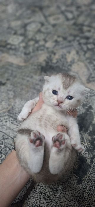 Продаются скотиш фолд