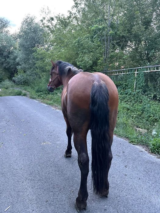 Mânz Semigreu 3Ani învățat la ham
