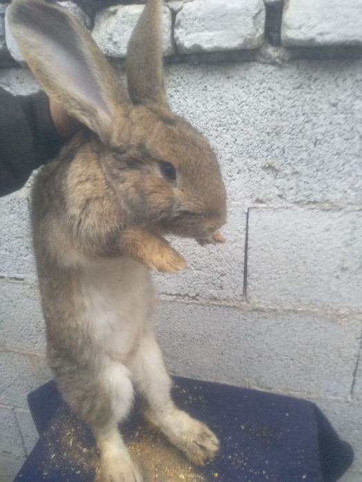 Quyo sotiladi goʻsht hisobida