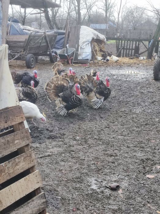 Curcani de țară autentici