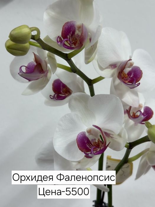 Продам комнатные цветы