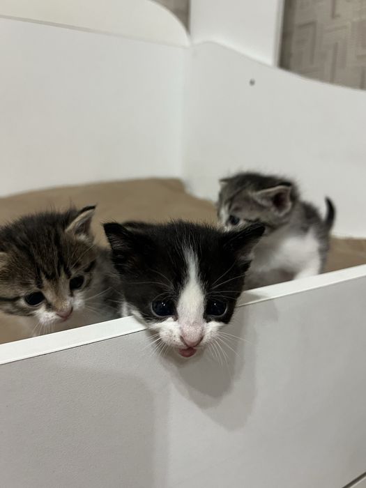 Отдам даром котят в добрые руки