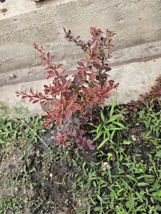 Vand Berberis variegata