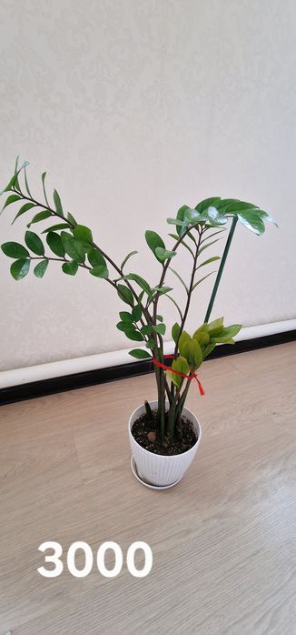 Доллар гүлдері сатылады