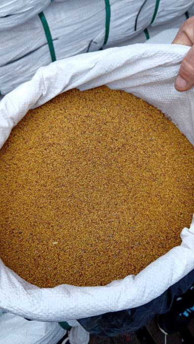 Sămânță Lucerna 21 lei kg la sac-porumb 240leii sacul.pt 1hectar