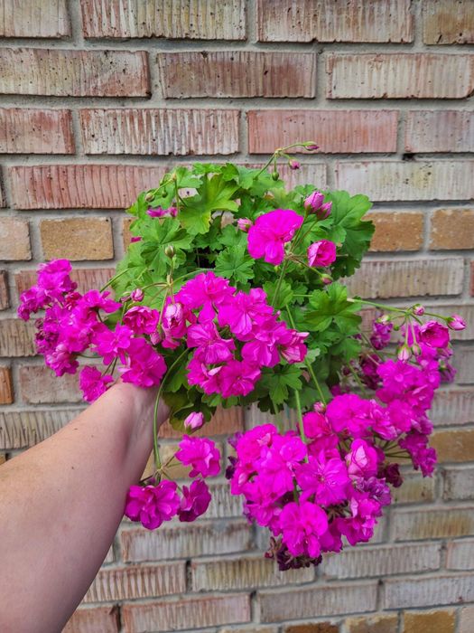 Сортовые пеларгонии