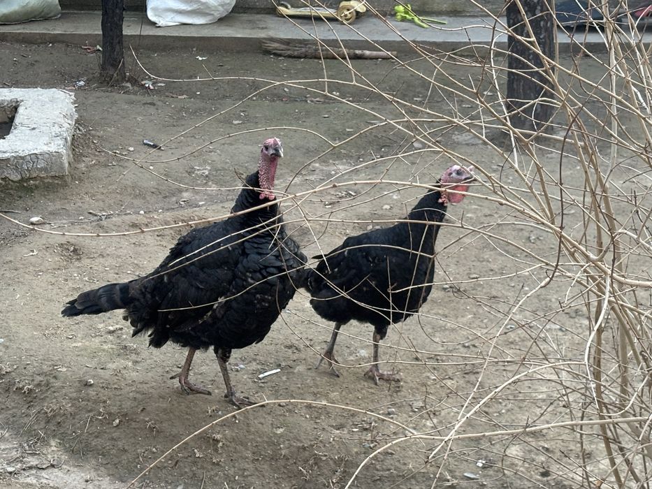 Ундюк 2 штук кораз