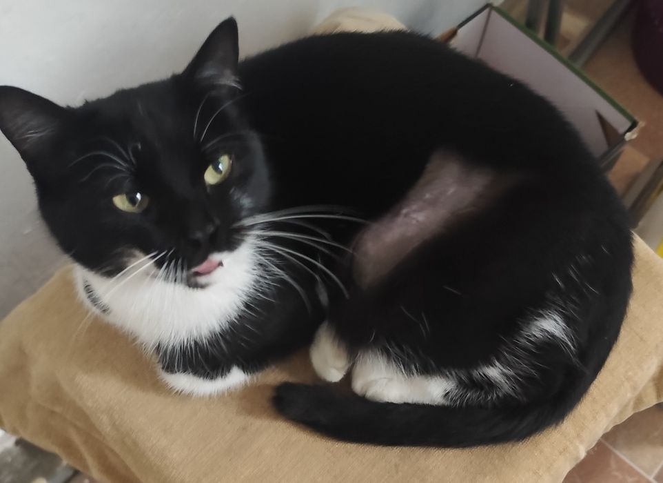 Славная красавица ищет дом