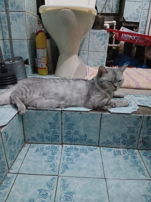 Продаю котенка, породы бретанец веслоухий,! Есть доставка платная.