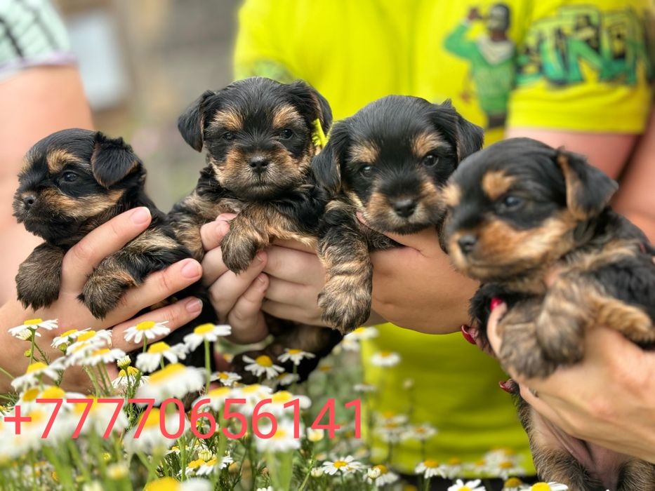 Йоркширский терьер