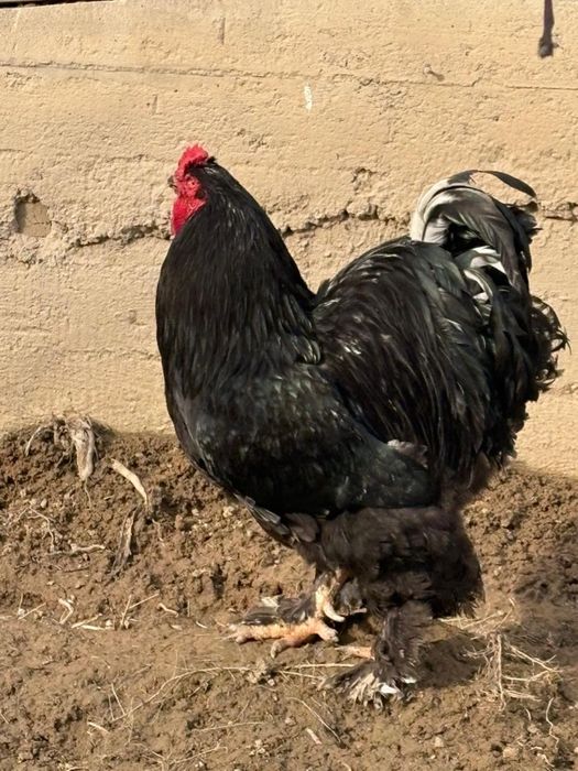 Продам Петух Брама...