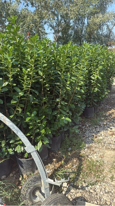 Prunus laurocerasus  formam garduri  vii