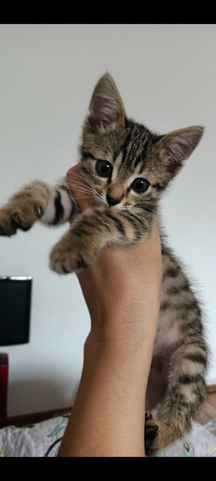 Отдам котенка мальчика в добрые руки