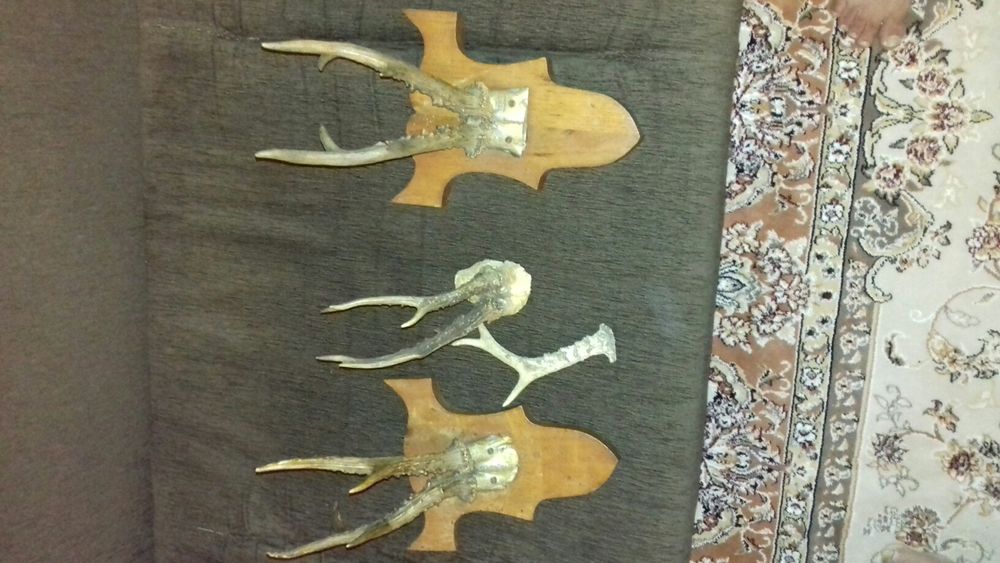 Coarne caprioara pe suport de lemn