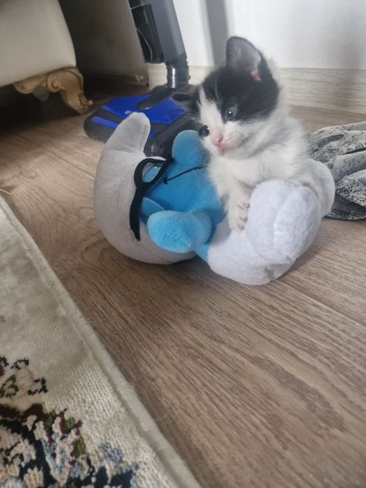 Животное, котята