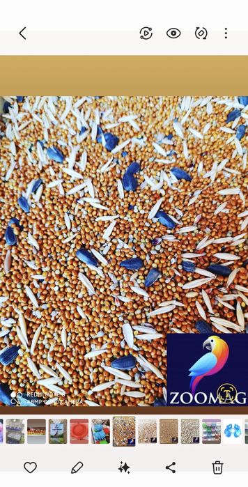 Попугай комбо комплект