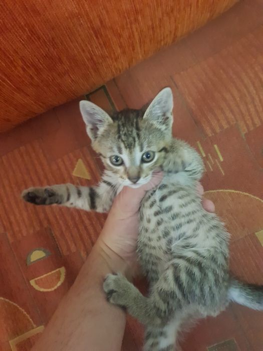 Pisic 5 saptamani pentru adoptie