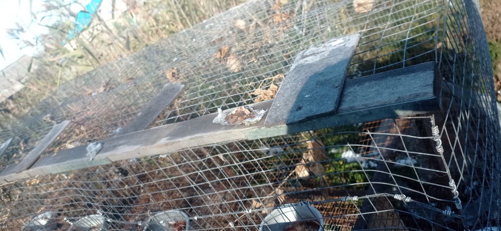 Клетки для кроликов