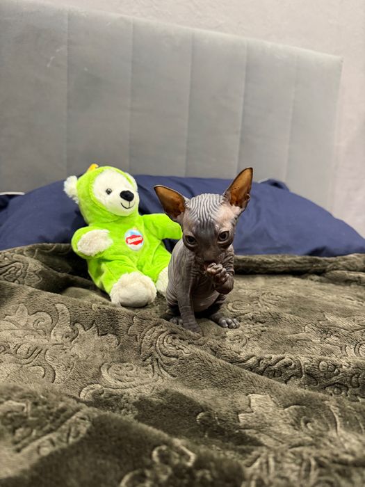 Шикарный мальчик сфинкс канадский