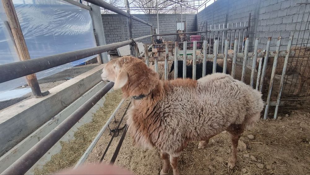 Зотдор кочкор сотилади