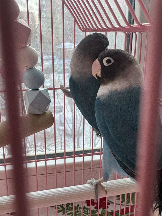 Продам  попугай неразлучик пара  30 000