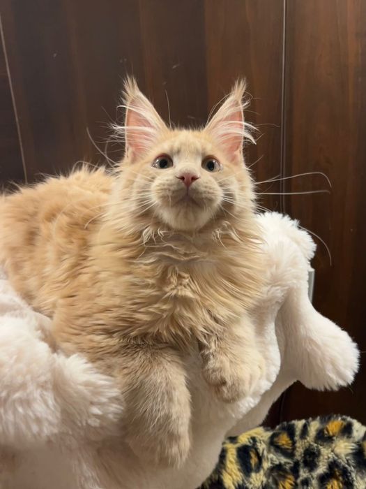 Fetita Maine Coon PEDIGREE Felisa