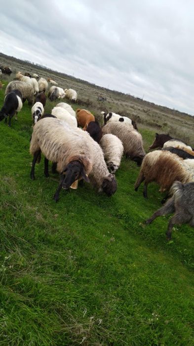 Vând oii bune sau schimb pe capre