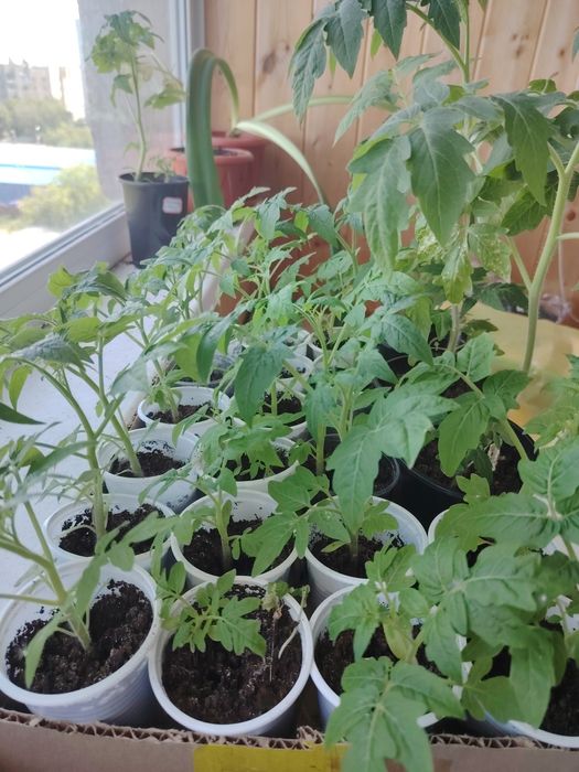 Продам рассаду помидоры, перец