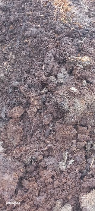 gunoi de VACI putred și proaspăt