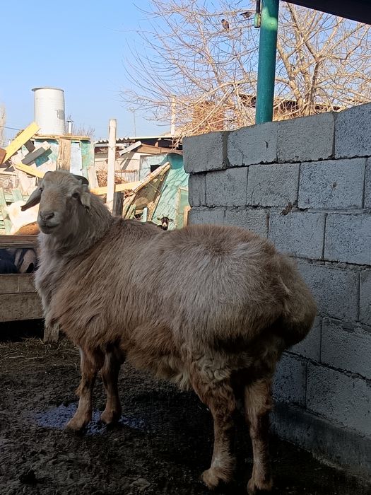 Сарыкемерде Қошқар сатылады 299 990